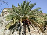 Muscat 03 Mutrah 03 Date Palm Tree